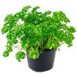 *PRODUIT BLOQUE*PERSIL PLAT GRAND POT X6